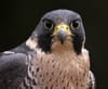Falcon